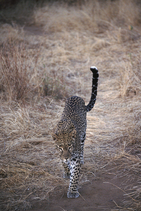 Looking down on a Leopard